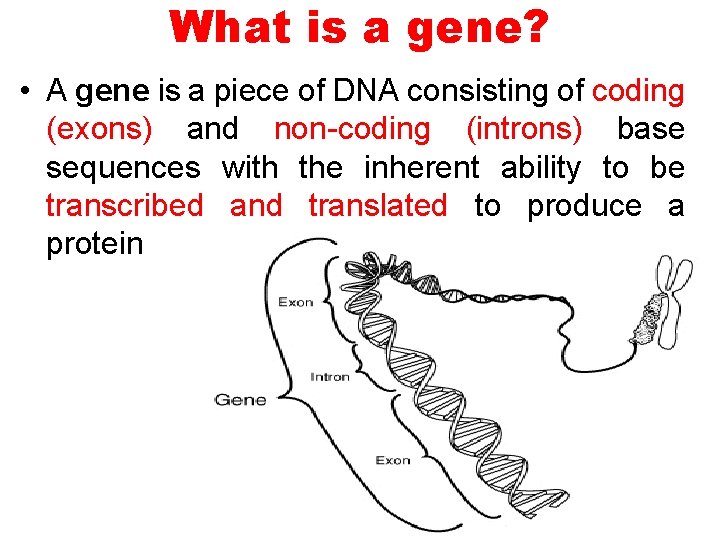 What is a gene? • A gene is a piece of DNA consisting of