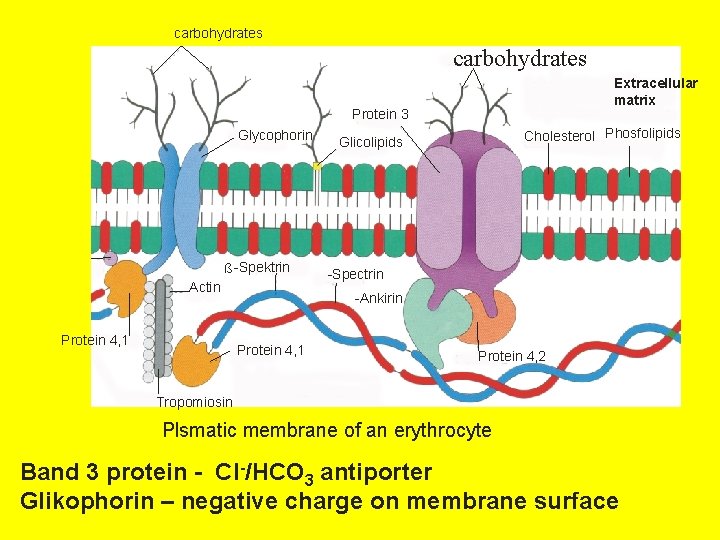 carbohydrates Extracellular matrix Protein 3 Glycophorin ß -Spektrin Actin Protein 4, 1 Cholesterol Phosfolipids