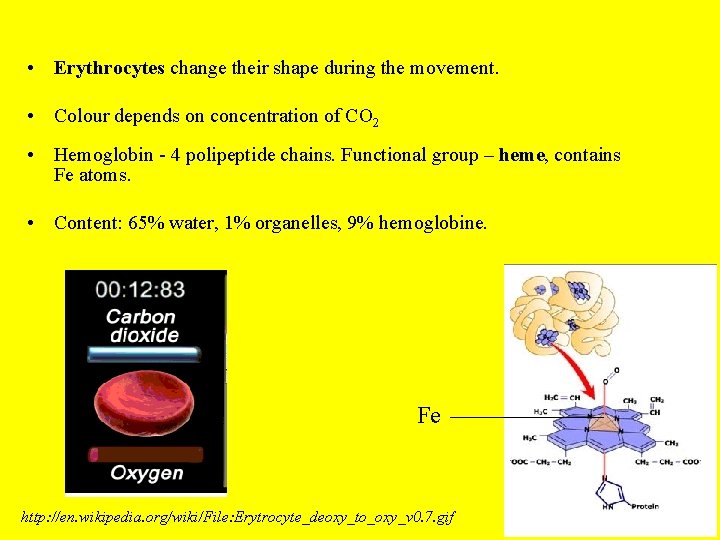 • Erythrocytes change their shape during the movement. • Colour depends on concentration • Erythrocytes change their shape during the movement. • Colour depends on concentration
