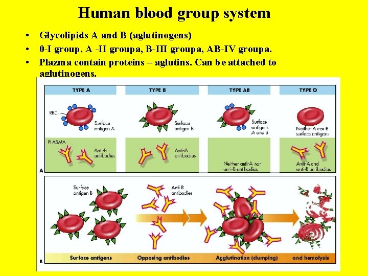 Human blood group system • Glycolipids A and B (aglutinogens) • 0 -I group,