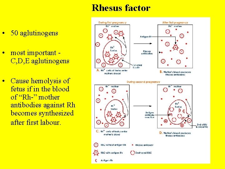 Rhesus factor • 50 aglutinogens • most important - C, D, E aglutinogens •