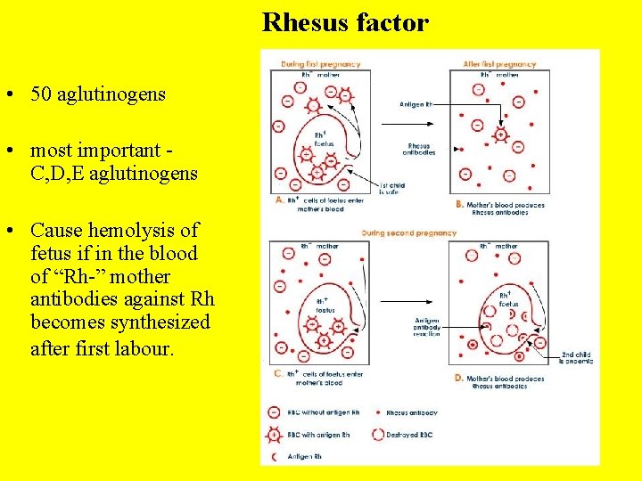 Rhesus factor • 50 aglutinogens • most important - C, D, E aglutinogens • Rhesus factor • 50 aglutinogens • most important - C, D, E aglutinogens •