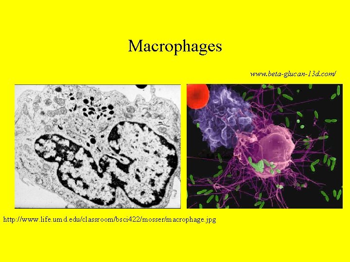 Macrophages www. beta-glucan-13 d. com/ http: //www. life. umd. edu/classroom/bsci 422/mosser/macrophage. jpg 