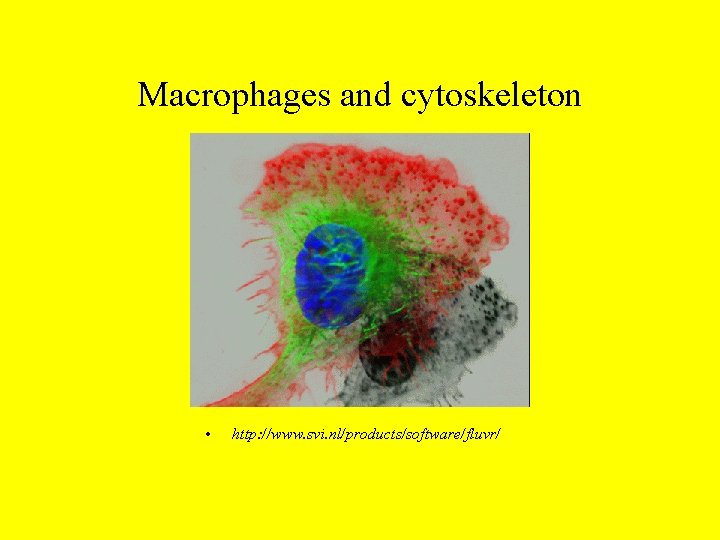 Macrophages and cytoskeleton • http: //www. svi. nl/products/software/fluvr/ Macrophages and cytoskeleton • http: //www. svi. nl/products/software/fluvr/