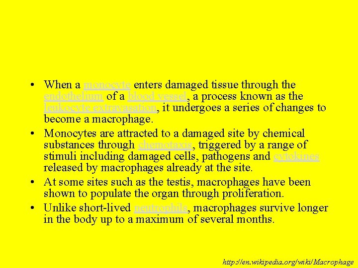 • When a monocyte enters damaged tissue through the endothelium of a blood • When a monocyte enters damaged tissue through the endothelium of a blood