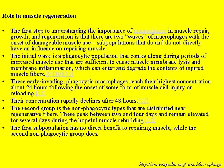 Role in muscle regeneration • The first step to understanding the importance of macrophages