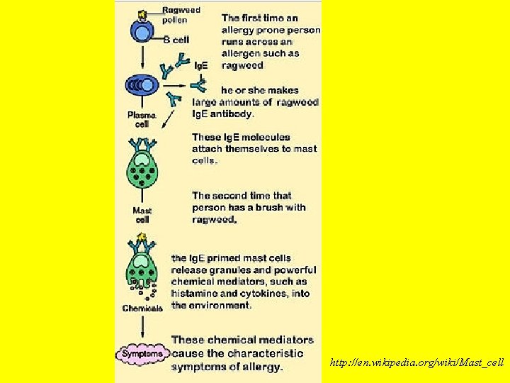 http: //en. wikipedia. org/wiki/Mast_cell 