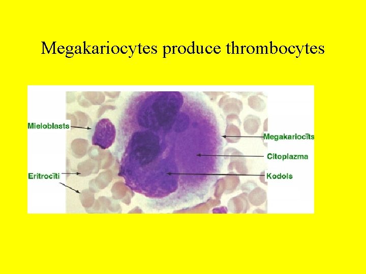 Megakariocytes produce thrombocytes Megakariocytes produce thrombocytes
