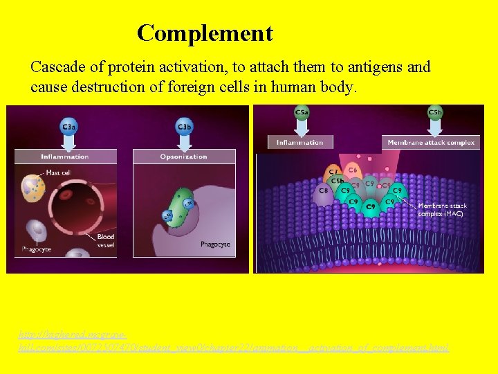 Complement Cascade of protein activation, to attach them to antigens and cause destruction of Complement Cascade of protein activation, to attach them to antigens and cause destruction of