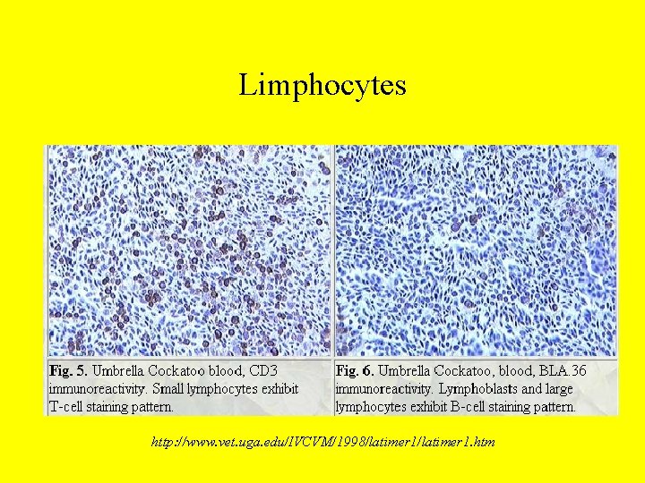 Limphocytes http: //www. vet. uga. edu/IVCVM/1998/latimer 1. htm 