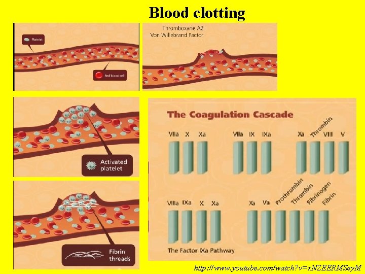 Blood clotting http: //www. youtube. com/watch? v=x. NZEERMSey. M 