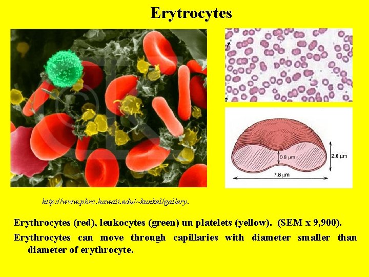 Erytrocytes http: //www. pbrc. hawaii. edu/~kunkel/gallery. Erythrocytes (red), leukocytes (green) un platelets (yellow). (SEM