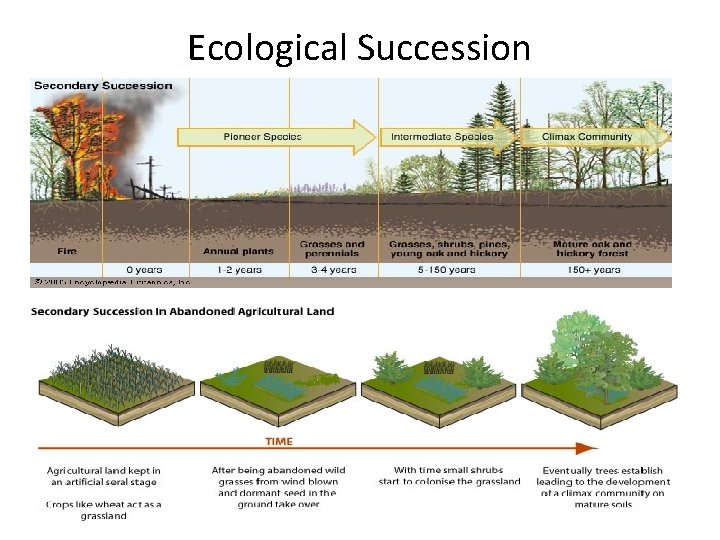 Ecological Succession 