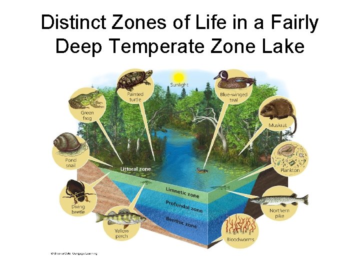 Distinct Zones of Life in a Fairly Deep Temperate Zone Lake 