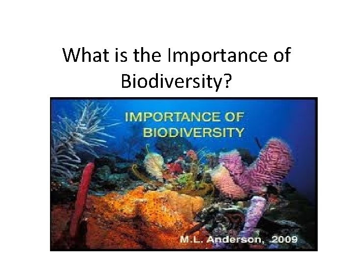 What is the Importance of Biodiversity? 