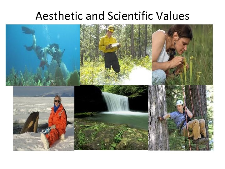 Aesthetic and Scientific Values 