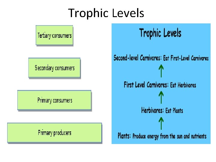 Trophic Levels 