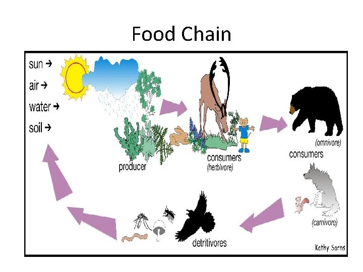 Food Chain 