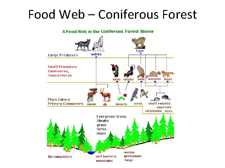 Food Web – Coniferous Forest 