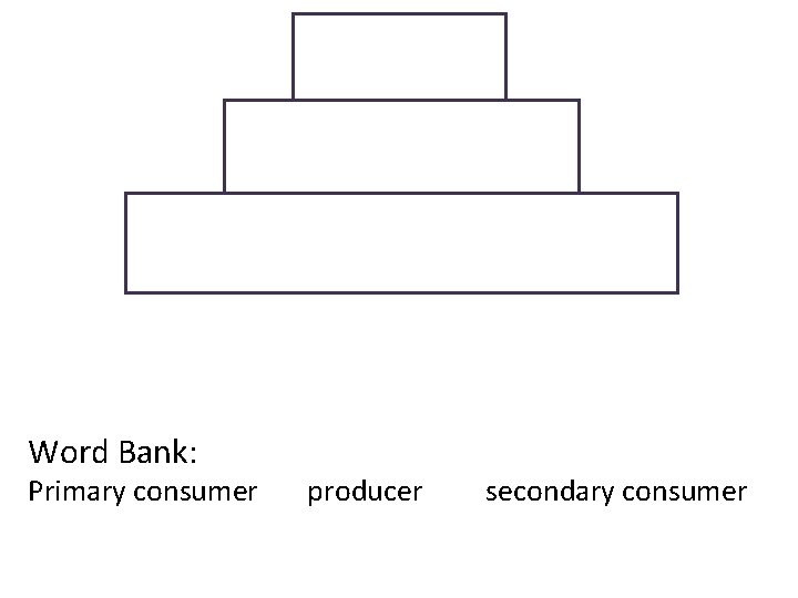 Word Bank: Primary consumer producer secondary consumer 