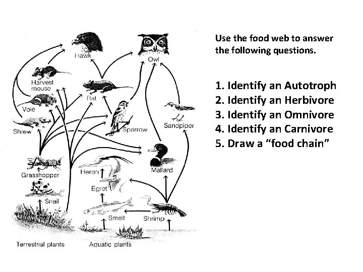 Use the food web to answer the following questions. 1. Identify an Autotroph 2.