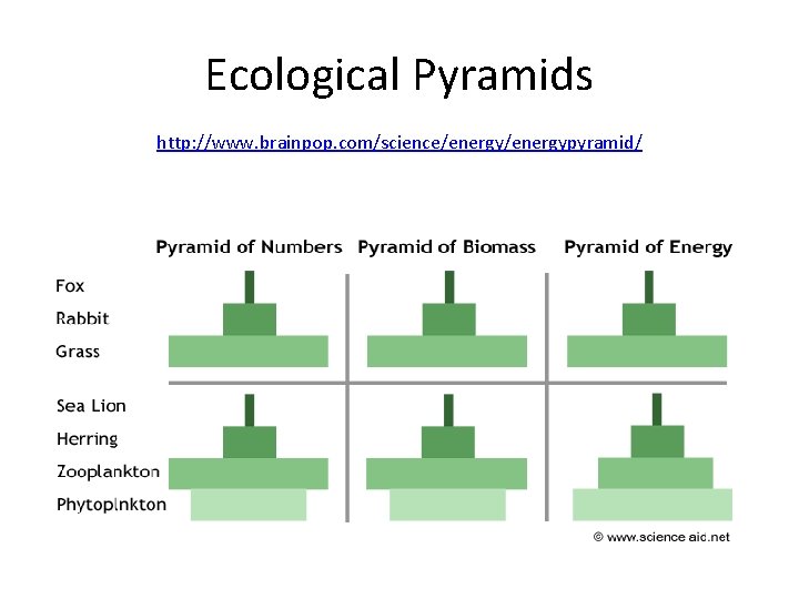 Ecological Pyramids http: //www. brainpop. com/science/energypyramid/ 