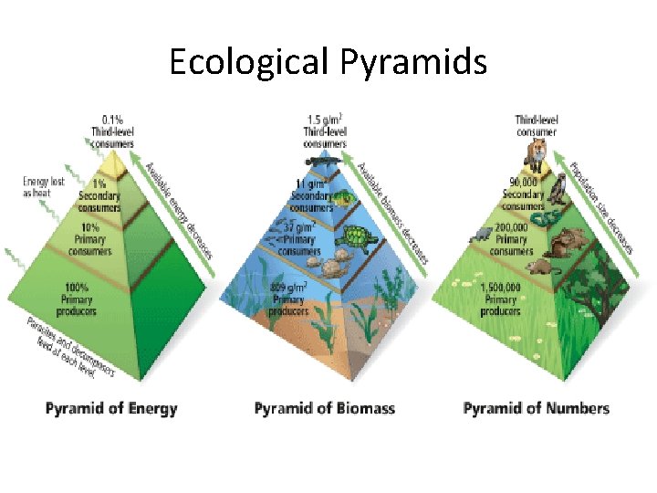 Ecological Pyramids 