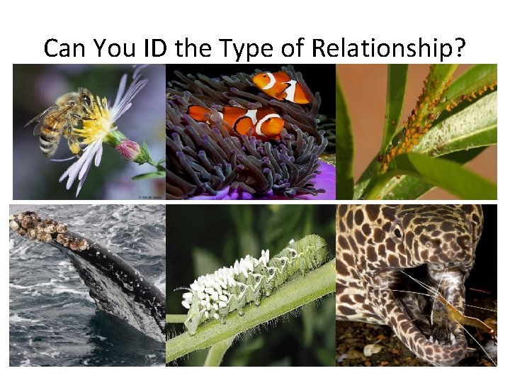 Can You ID the Type of Relationship? 