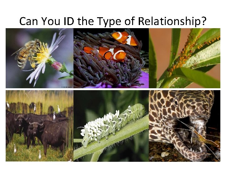 Can You ID the Type of Relationship? 