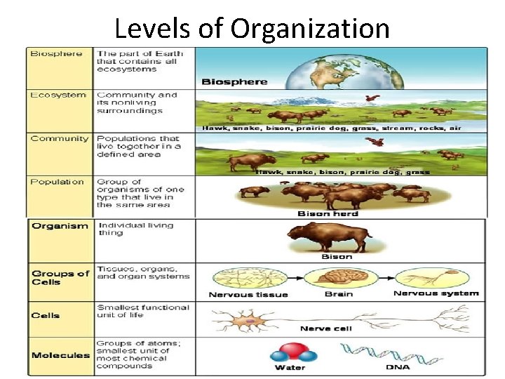 Levels of Organization 