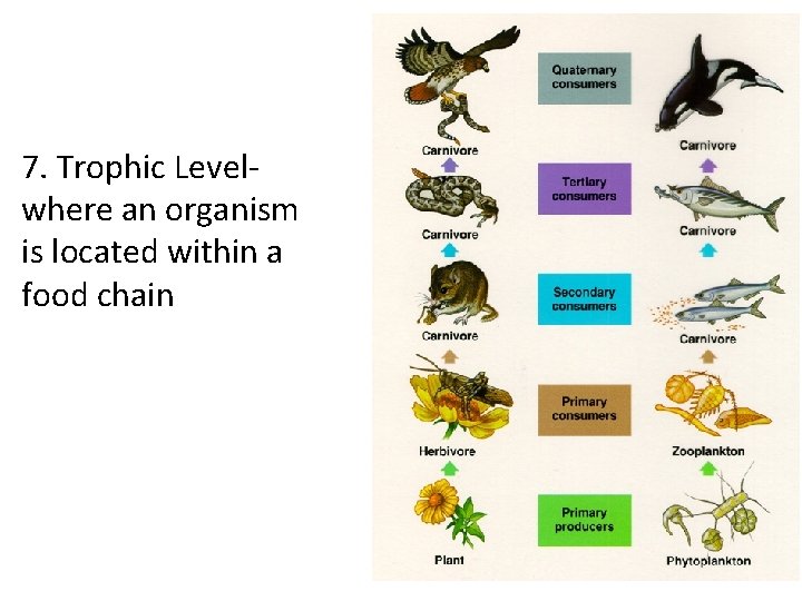 7. Trophic Level- where an organism is located within a food chain 