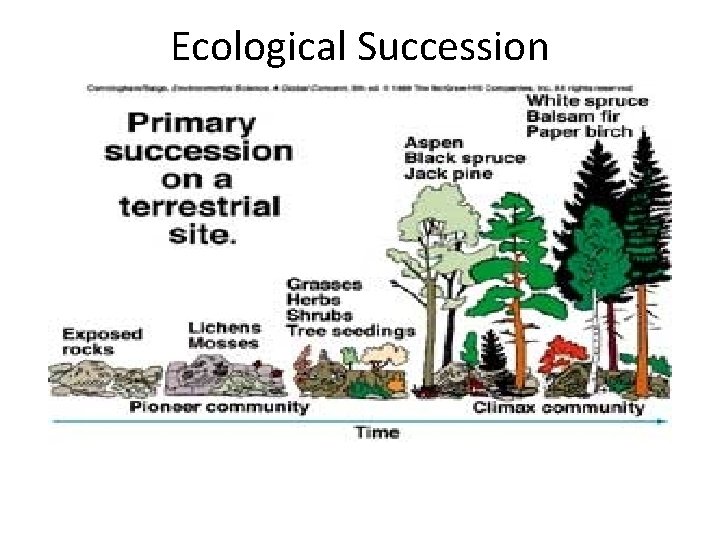 Ecological Succession 