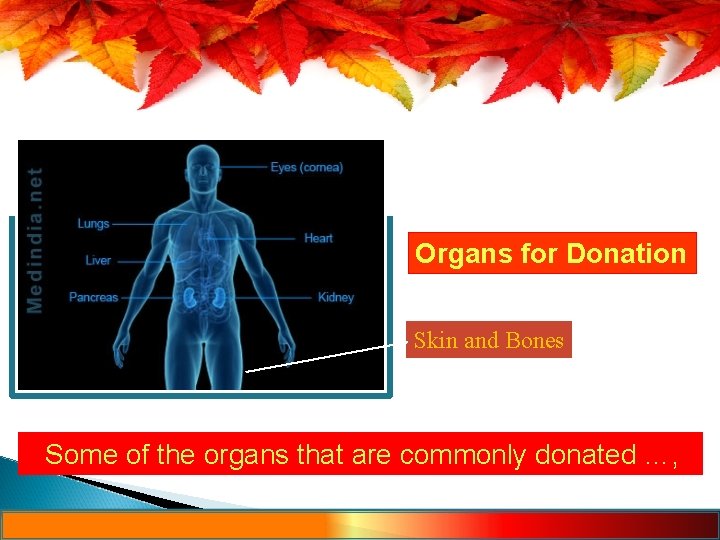 Organs for Donation Skin and Bones Some of the organs that are commonly donated