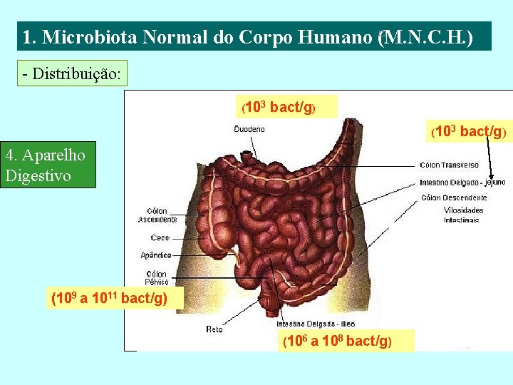 1. Microbiota Normal do Corpo Humano (M. N. C. H. ) - Distribuição: (103