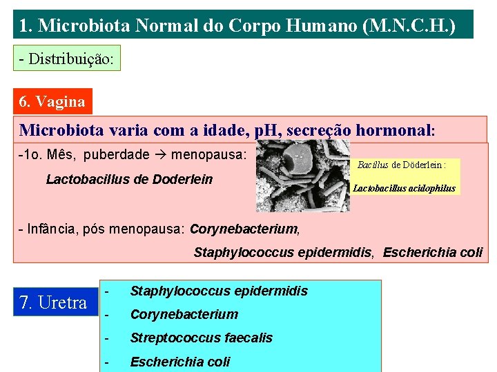 1. Microbiota Normal do Corpo Humano (M. N. C. H. ) - Distribuição: 6.