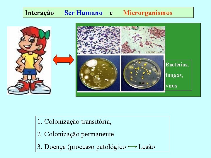 Interação Ser Humano e Microrganismos Bactérias, fungos, vírus 1. Colonização transitória, 2. Colonização permanente