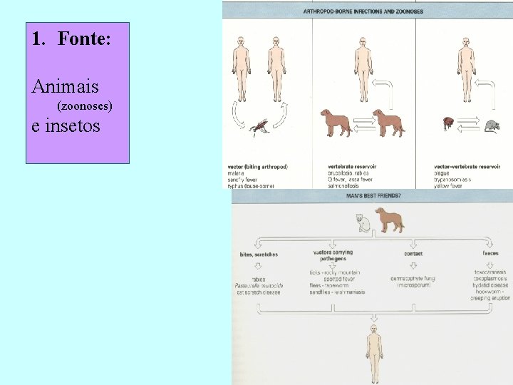 1. Fonte: Animais (zoonoses) e insetos 