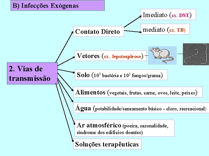 B) Infecções Exógenas Imediato (ex. DST) Contato Direto mediato (ex. TB) Vetores (ex. lepstospirose)