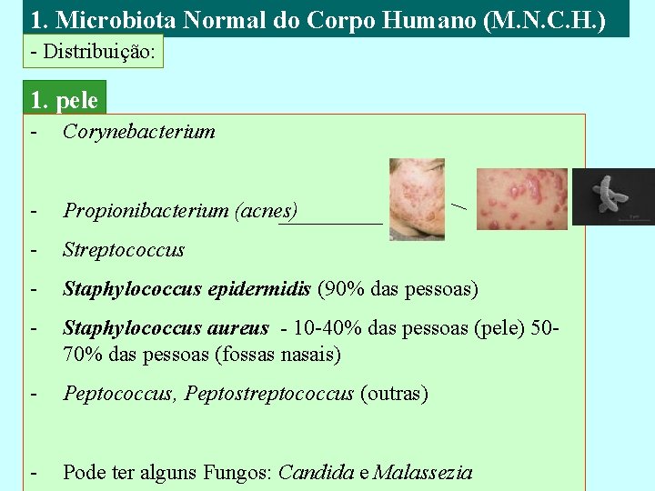 1. Microbiota Normal do Corpo Humano (M. N. C. H. ) - Distribuição: 1.