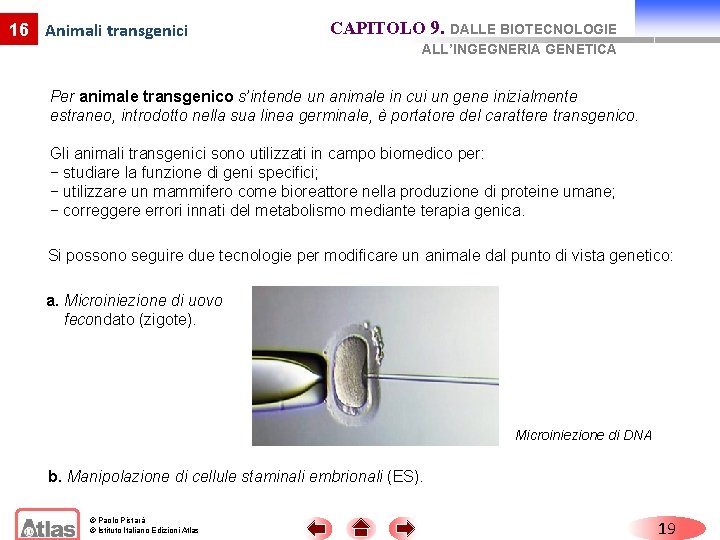 16 Animali transgenici CAPITOLO 9. DALLE BIOTECNOLOGIE ALL’INGEGNERIA GENETICA Per animale transgenico s’intende un