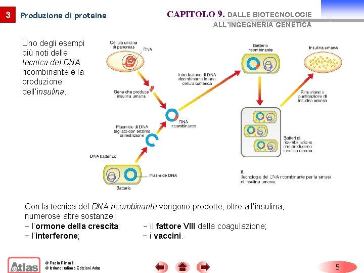 3 Produzione di proteine CAPITOLO 9. DALLE BIOTECNOLOGIE ALL’INGEGNERIA GENETICA Uno degli esempi più