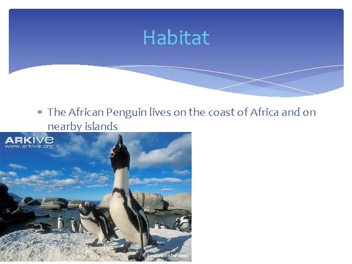 Habitat The African Penguin lives on the coast of Africa and on nearby islands