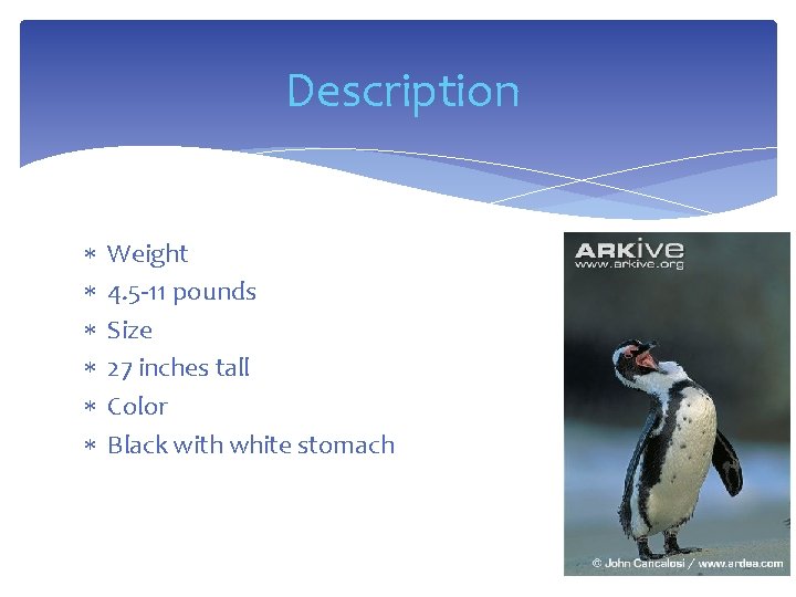 Description Weight 4. 5 -11 pounds Size 27 inches tall Color Black with white