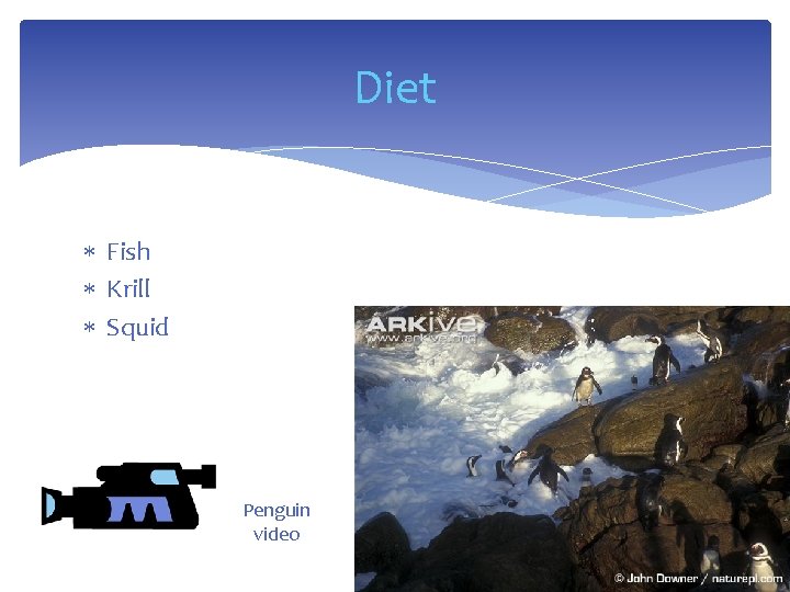 Diet Fish Krill Squid Penguin video 