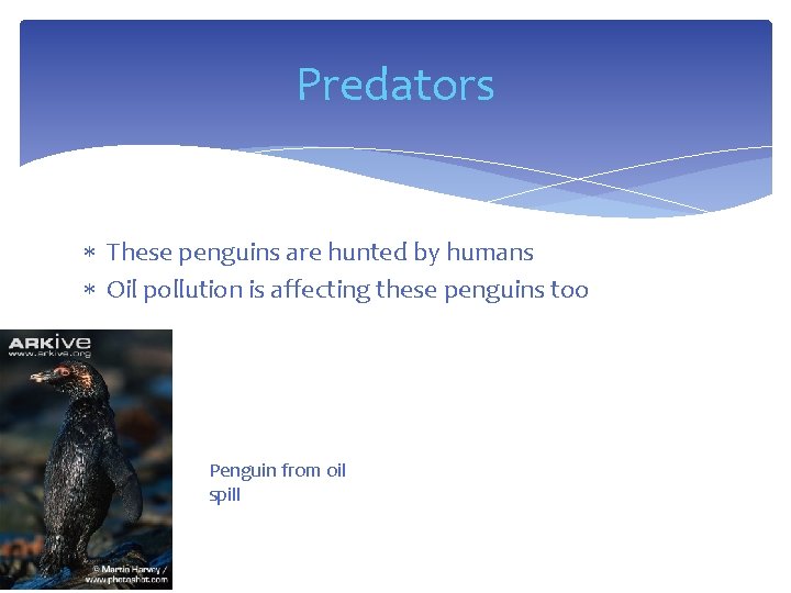 Predators These penguins are hunted by humans Oil pollution is affecting these penguins too
