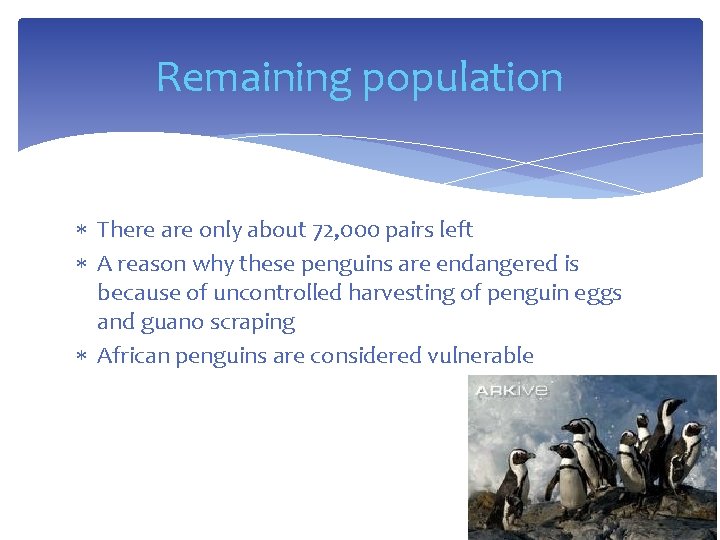 Remaining population There are only about 72, 000 pairs left A reason why these