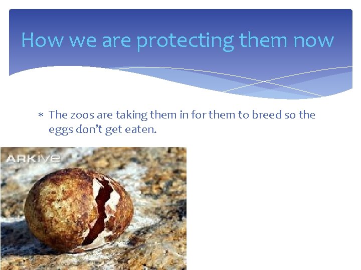 How we are protecting them now The zoos are taking them in for them