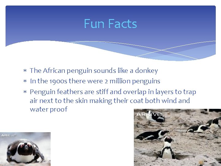 Fun Facts The African penguin sounds like a donkey In the 1900 s there