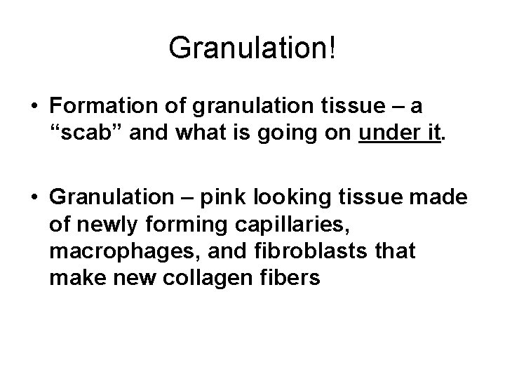 Granulation! • Formation of granulation tissue – a “scab” and what is going on