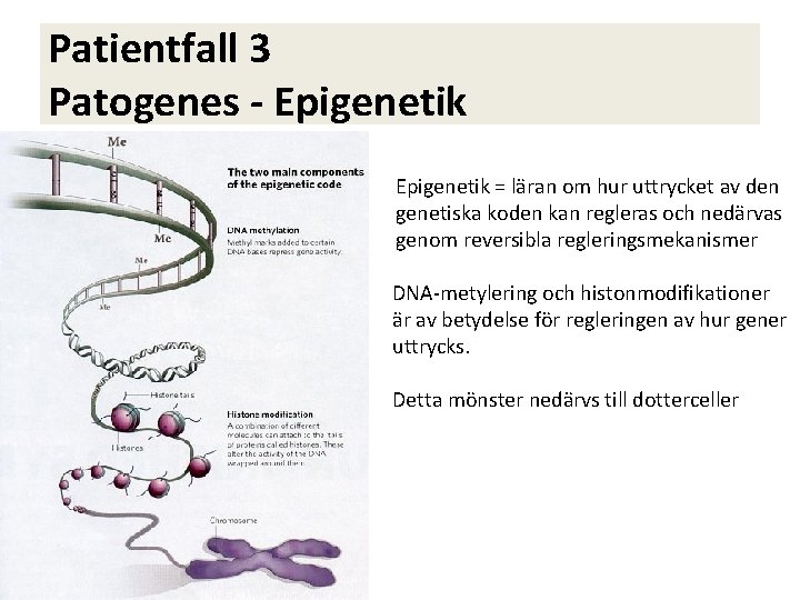 Patientfall 3 Patogenes - Epigenetik = läran om hur uttrycket av den genetiska koden